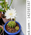 White cactus flower 142585387