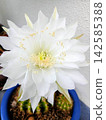 White cactus flower 142585388