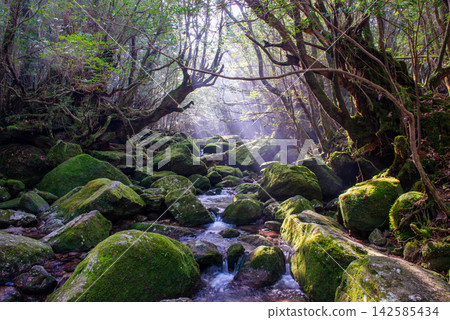 Yakushima Shiratani Unsuikyo Gorge: A valley bathed in sunlight filtering through the trees (winter) Yakushima Shiratani Unsuikyo Gorge: A valley bathed in sunlight filtering through the trees (winter) 142585434