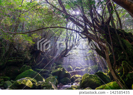 Yakushima Shiratani Unsuikyo Gorge: A valley bathed in sunlight filtering through the trees (winter) Yakushima Shiratani Unsuikyo Gorge: A valley bathed in sunlight filtering through the trees (winter) 142585435