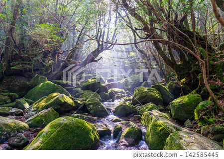 屋久島白谷雲水峽:陽光透過樹木灑滿山谷(冬季) 屋久島白谷雲水峽:陽光透過樹木灑滿山谷(冬季) 142585445