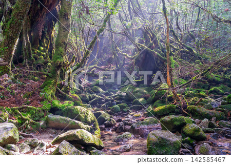 Yakushima Shiratani Unsuikyo Gorge: The source of sunlight filtering through the trees (winter) Yakushima Shiratani Unsuikyo Gorge: The source of sunlight filtering through the trees (winter) 142585467
