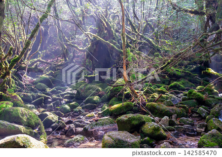 Yakushima Shiratani Unsuikyo Gorge: The source of sunlight filtering through the trees (winter) Yakushima Shiratani Unsuikyo Gorge: The source of sunlight filtering through the trees (winter) 142585470