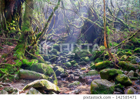 Yakushima Shiratani Unsuikyo Gorge: The source of sunlight filtering through the trees (winter) Yakushima Shiratani Unsuikyo Gorge: The source of sunlight filtering through the trees (winter) 142585471