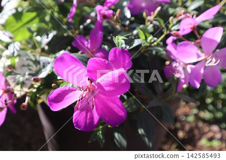 蒂布奇娜，一種種在花盆裡的粉紅色花朵 142585493