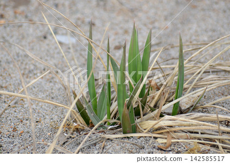 Sea garlic on the sandy beach in early spring Sea garlic on the sandy beach in early spring 142585517