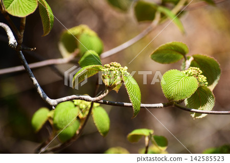山茶花的芽 山茶花的芽 142585523