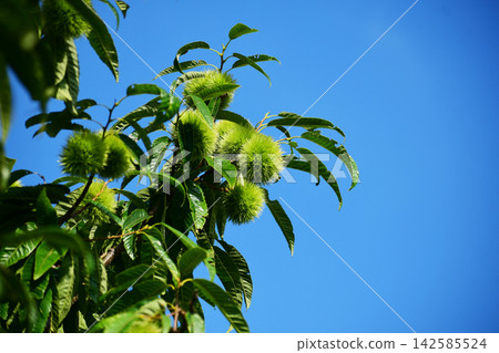 夏日的栗子和藍天 夏日的栗子和藍天 142585524