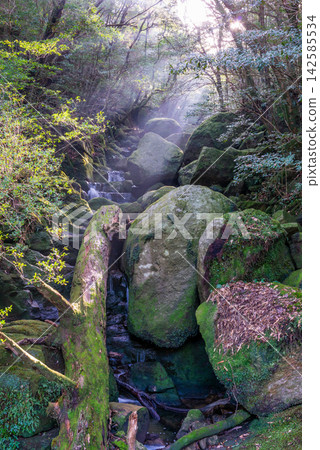 屋久島白谷雲水峽:壯麗的光線(冬季) 屋久島白谷雲水峽:壯麗的光線(冬季) 142585534