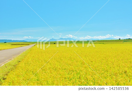 小千屋池原的秋景,在湛藍的秋空下,金色的田野綿延不絕。 小千屋池原的秋景,在湛藍的秋空下,金色的田野綿延不絕。 142585536
