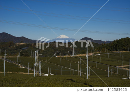 靜岡縣島田市的茶園,遠處可見富士山。 靜岡縣島田市的茶園,遠處可見富士山。 142585623