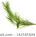 fresh dill isolated on white background 142585844