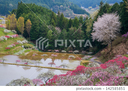 Kineshidare Peach Orchard, Ena City, Gifu Prefecture Kineshidare Peach Orchard, Ena City, Gifu Prefecture 142585851