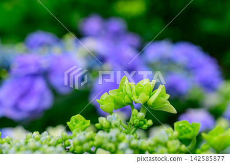 hydrangea hydrangea 142585877
