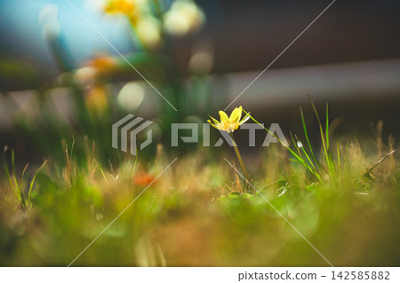 生命力旺盛的野花 生命力旺盛的野花 142585882