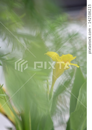 黃花 142586215
