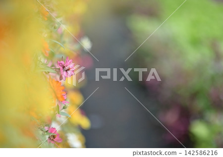 五彩繽紛的百日菊和其他花朵 五彩繽紛的百日菊和其他花朵 142586216