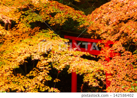 Tomi Shrine, Sakurai City, Nara Prefecture: A red torii gate surrounded by the canopy of autumn colors in a quiet corner of the shrine grounds. Tomi Shrine, Sakurai City, Nara Prefecture: A red torii gate surrounded by the canopy of autumn colors in a quiet corner of the shrine grounds. 142586402