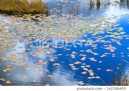 Ponds in Oze Marshland in Autumn Ponds in Oze Marshland in Autumn 142586403