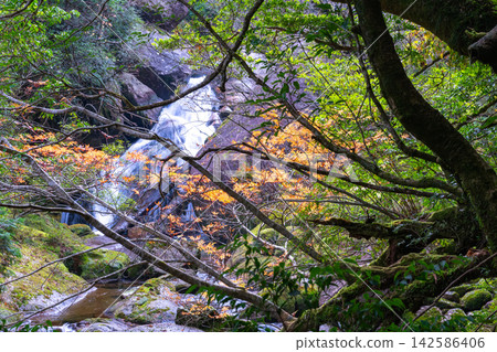屋久島白谷雲水峽的晚秋紅葉(冬季) 屋久島白谷雲水峽的晚秋紅葉(冬季) 142586406