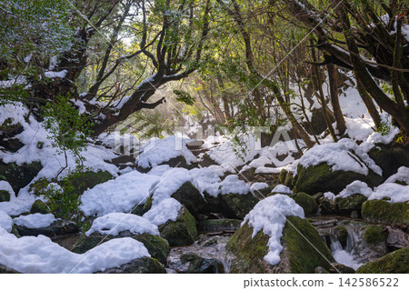 Yakushima Shiratani Unsuikyo Gorge: A Gorge of Extreme Cold (Winter) Yakushima Shiratani Unsuikyo Gorge: A Gorge of Extreme Cold (Winter) 142586522