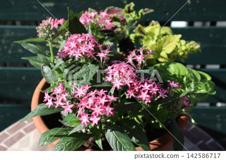 Group planting of pentas and coleus Group planting of pentas and coleus 142586717
