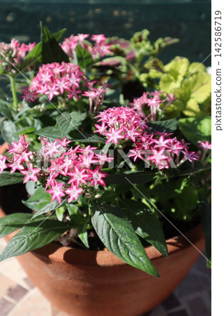 Group planting of pentas and coleus Group planting of pentas and coleus 142586719