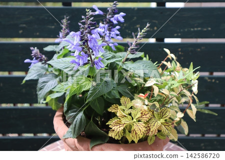 Salvia and coleus planting 142586720