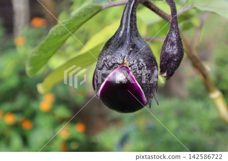 Round eggplant in the vegetable garden Round eggplant in the vegetable garden 142586722