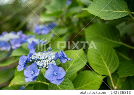 初夏時節,繡球花盛開。 初夏時節,繡球花盛開。 142586818