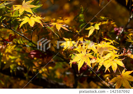 Yellow maple leaves shining in the autumn sunlight Yellow maple leaves shining in the autumn sunlight 142587092