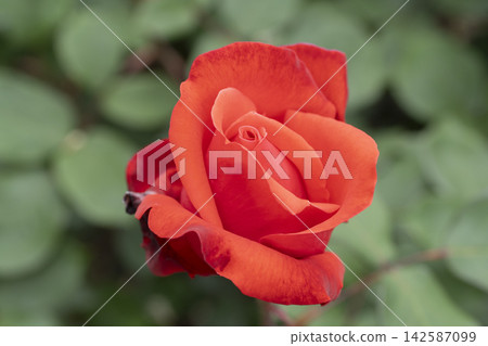 橙色玫瑰花 橙色玫瑰花 142587099