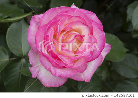 粉紅玫瑰花朵 粉紅玫瑰花朵 142587101