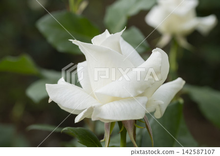 白玫瑰花 142587107