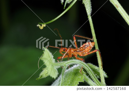 生物,昆蟲:日本獵蝽(Agrilus rufipes),幼蟲時期具有獨特的粗壯口器。它的獵物包括毛蟲,可以看到毛蟲在其頭部上方活動。 生物,昆蟲:日本獵蝽(Agrilus rufipes),幼蟲時期具有獨特的粗壯口器。它的獵物包括毛蟲,可以看到毛蟲在其頭部上方活動。 142587168
