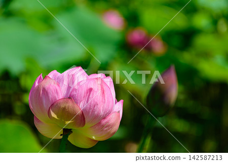 一朵蓮花 142587213