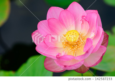 一朵蓮花 一朵蓮花 142587233
