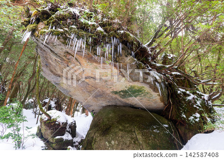 屋久島白谷雲水峽 - 冰柱 - 辻之岩屋(冬季) 屋久島白谷雲水峽 - 冰柱 - 辻之岩屋(冬季) 142587408