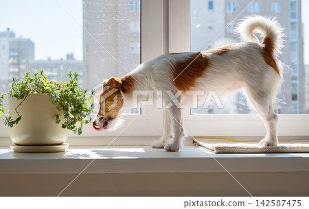 Small jack russell terrier dog sniffing green houseplant on windowsill at home. 142587475