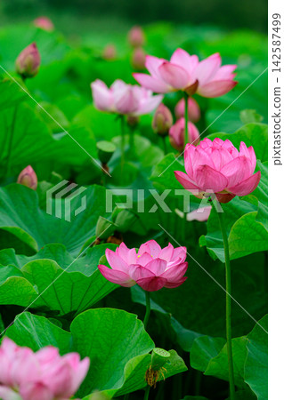 一朵蓮花 一朵蓮花 142587499