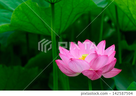 一朵蓮花 一朵蓮花 142587504