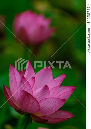 一朵蓮花 一朵蓮花 142587514