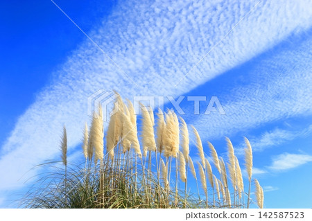 Pampasgrass and autumn sky Pampasgrass and autumn sky 142587523