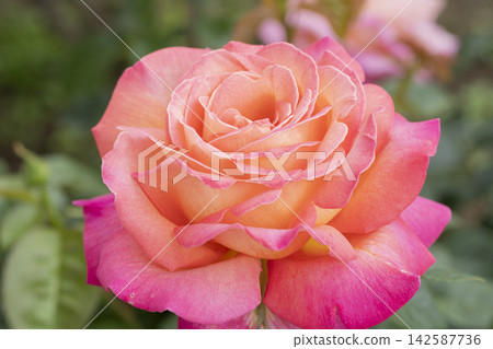 紅色和黃色玫瑰花 紅色和黃色玫瑰花 142587736