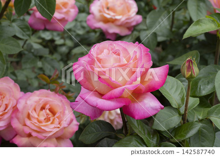 Red and yellow rose flower Red and yellow rose flower 142587740