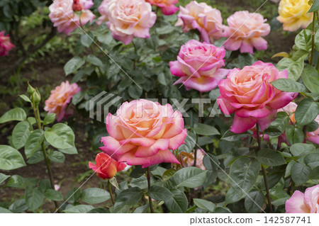 紅色和黃色玫瑰花 紅色和黃色玫瑰花 142587741
