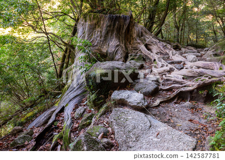 Yakushima Shiratani Unsuikyo Gorge: The legacy of our ancestors - Yakusugi cedar stumps (winter) Yakushima Shiratani Unsuikyo Gorge: The legacy of our ancestors - Yakusugi cedar stumps (winter) 142587781