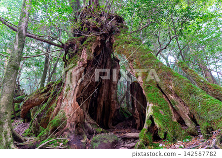 Yakushima Shiratani Unsuikyo Gorge: The legacy of our ancestors - Yakusugi cedar stumps (winter) Yakushima Shiratani Unsuikyo Gorge: The legacy of our ancestors - Yakusugi cedar stumps (winter) 142587782