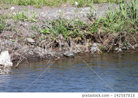 Red-eared Slider basking on the water's edge Red-eared Slider basking on the water's edge 142587818