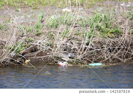 A red-eared slider turtle basking in the sun on the riverbank, and washed-up plastic bottles and other trash. A red-eared slider turtle basking in the sun on the riverbank, and washed-up plastic bottles and other trash. 142587819